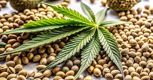 The Ultimate Guide to Fat Bastard Autoflower 4
